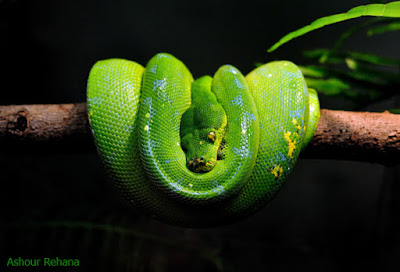 ular sanca hijau gambar ular viper hijau, video ular hijau, video ular hijau ekor merah, ular hijau wikipedia, wallpaper ular hijau, ular hijau wiki, ular warna hijau, ular warna hijau hitam, ular warna hijau ekor merah, ular warna hijau berbisa, ular warna hijau merah, ular hijau yang berbisa, ular hijau yang tidak berbisa, ular hijau yg berbisa, ular hijau yang mematikan