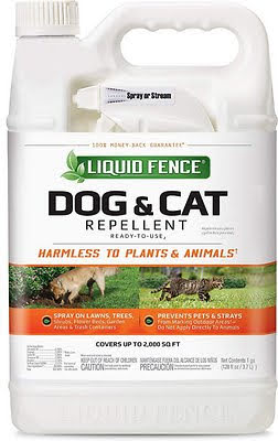 How To Protect Your Pet From Snake Plant How To Protect Your Pet From Snake Plant