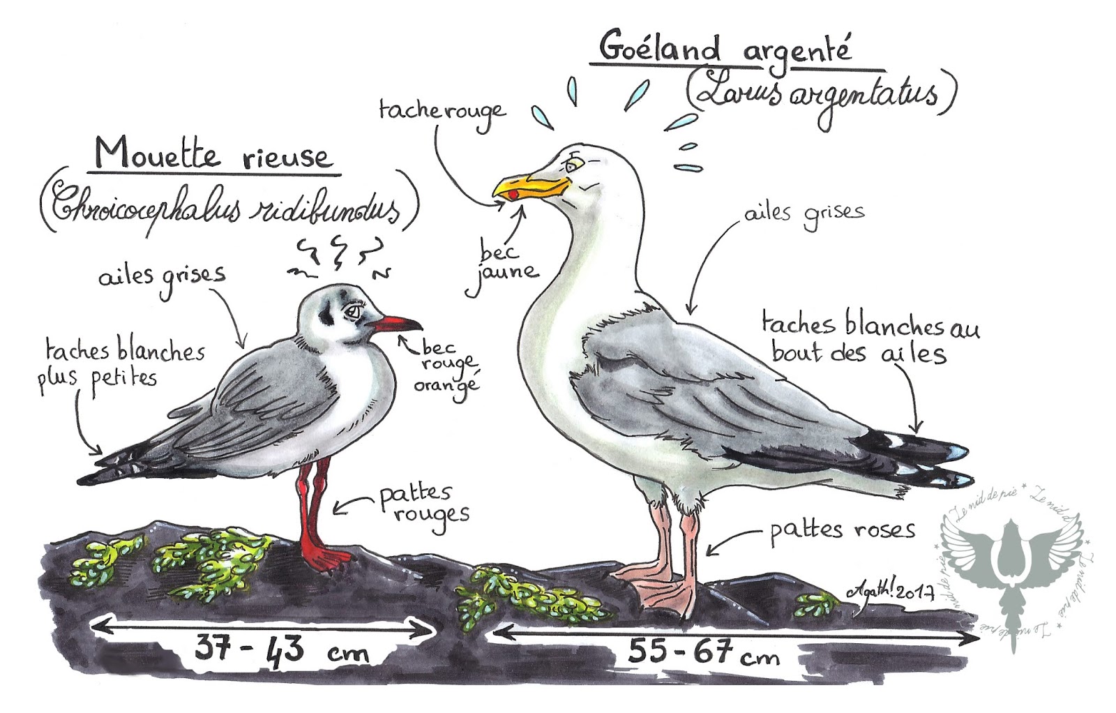 J'habite en campagne et je me demandais, quel est ce genre d'oiseau? r/france J'habite en campagne et je me demandais, quel est ce genre d'oiseau? r/france