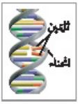 ملخص درس التنظيم الجيني والطفرة - الوراثة الجزيئية