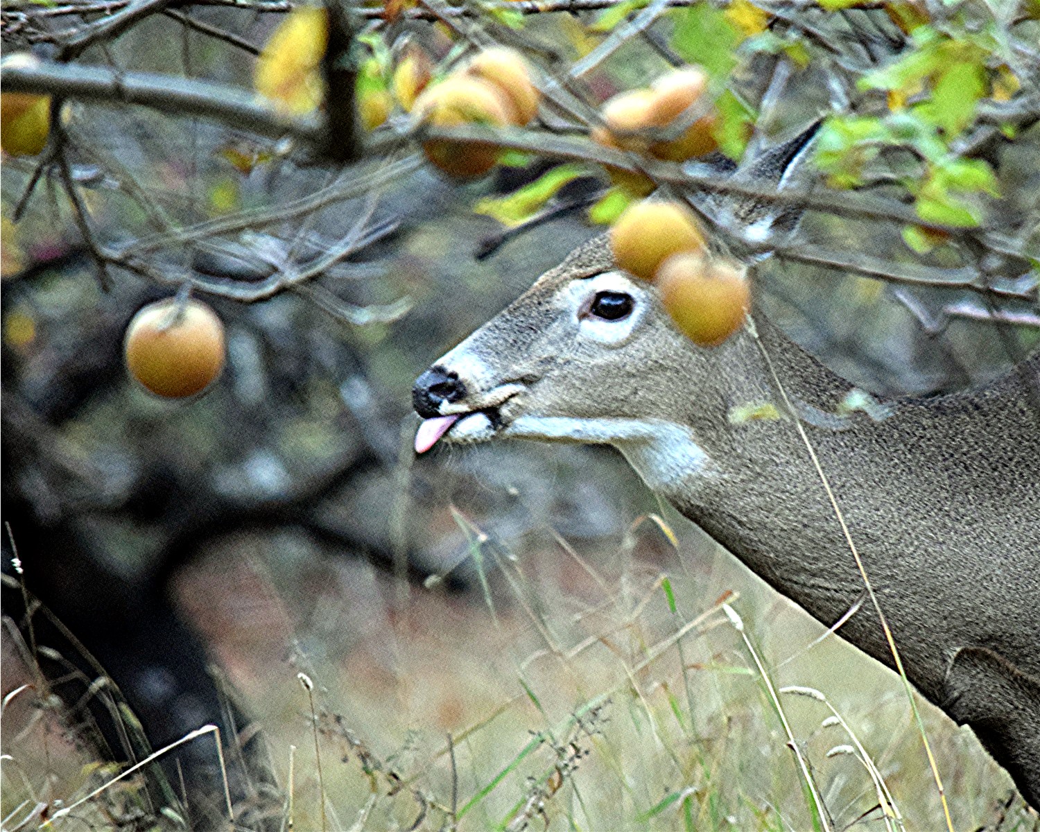 nature tales and camera trails Which one???A deer in an Apple Orchard.