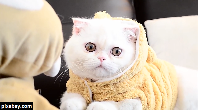 Jenis-jenis Kucing Ras