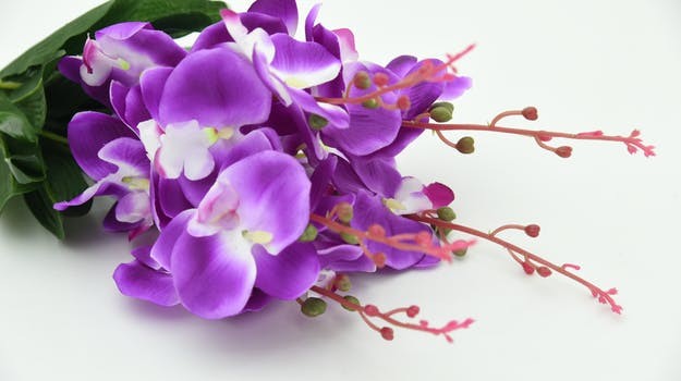 紫色の胡蝶蘭