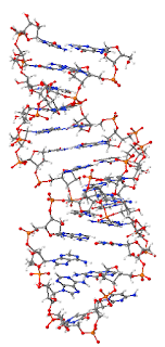prekürsör-mRNA'da bir firkete yapısı. Azot atomları mavi, oksijenler kırmızıdır.