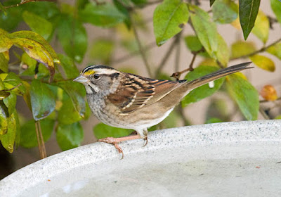 Photo of a White-throated Sparrow in a bird bath
