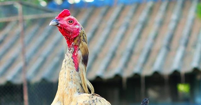 COCOA AYAM PAMA TERMAHAL DI DUNIA DAN Mr. TUK PEMILIK AYAMAYAM