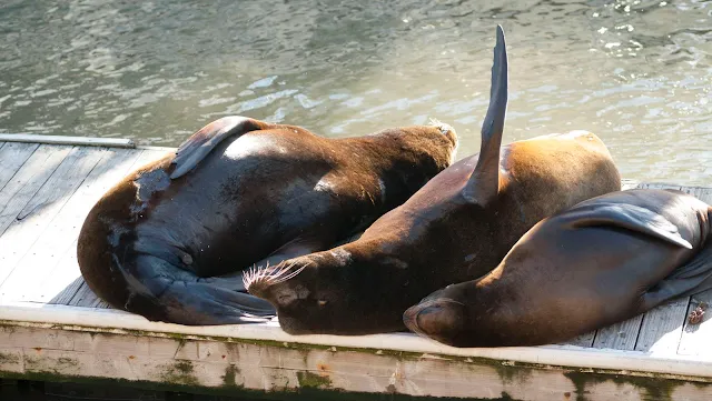 Sealions at Pier 39 in San Francisco