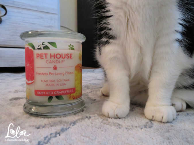 Say Goodbye to Pet Odors With Pet House by One Fur All Lola The