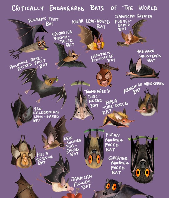 Green Humour Critically Endangered Bats of the World
