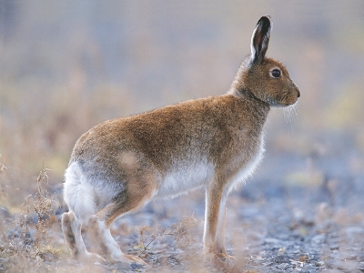 Hare | Animal Wildlife