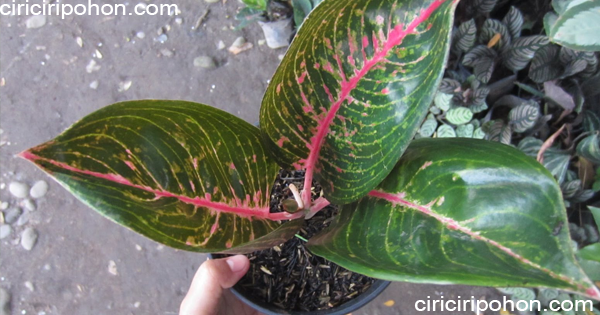 6 Alasan Bisnis Aglonema Cukup Menjanjikan Ciriciripohon Com