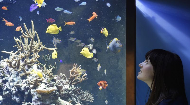 Jenis Ikan Hias Air Tawar Yang Dapat Di Gabung Satu Aquarium Ikanesia