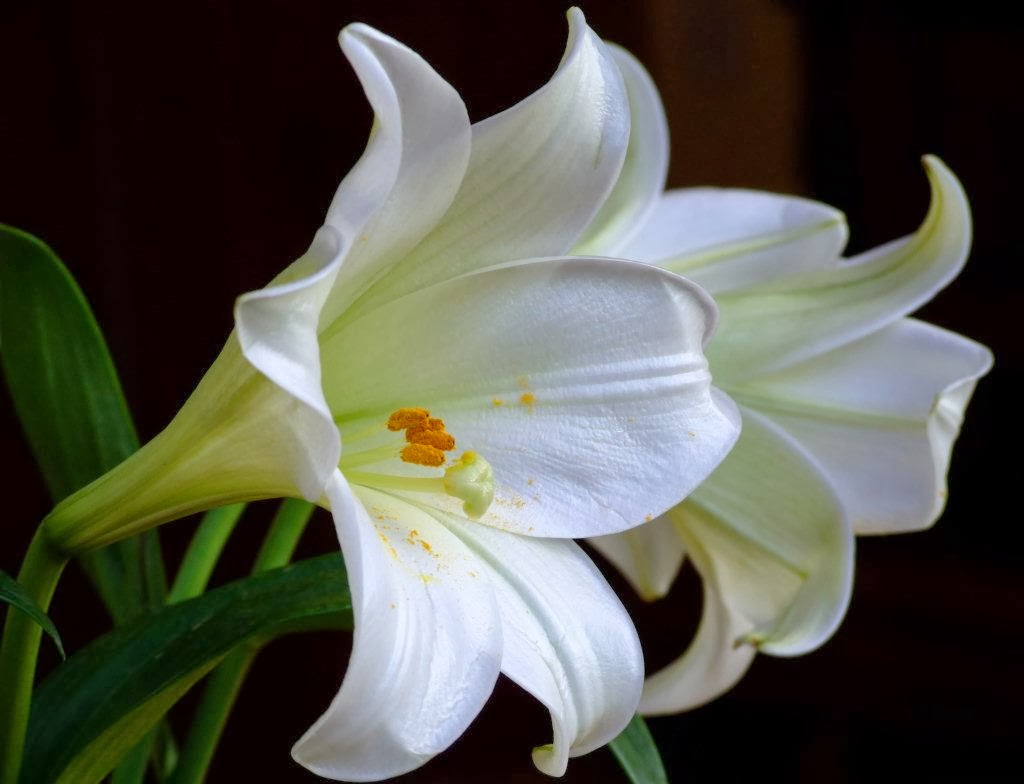  Gambar Bunga Lily  Putih Topik Pedia