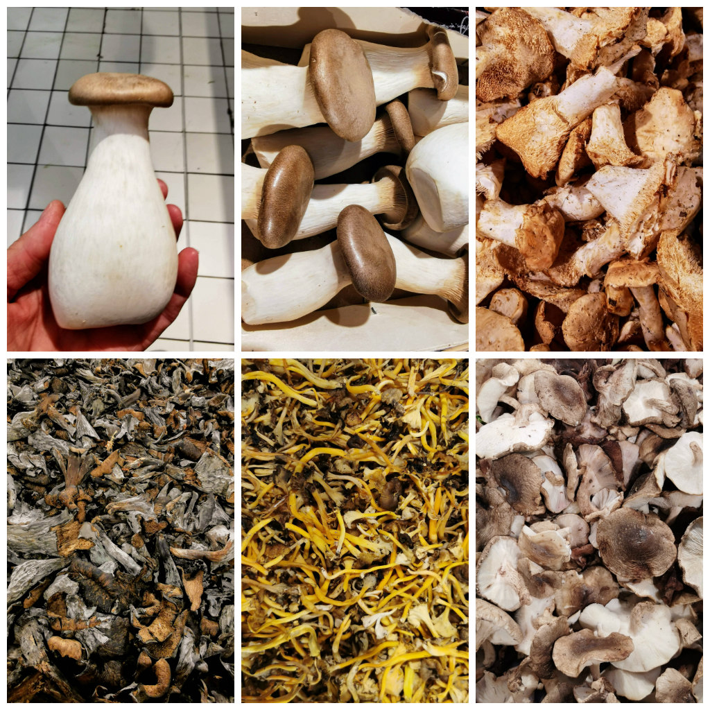 Fall Mushrooms in France Paperesse