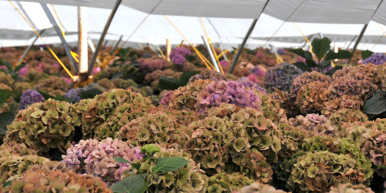 Blushing Bride Hydrangea Grows On New And Old Wood Huge