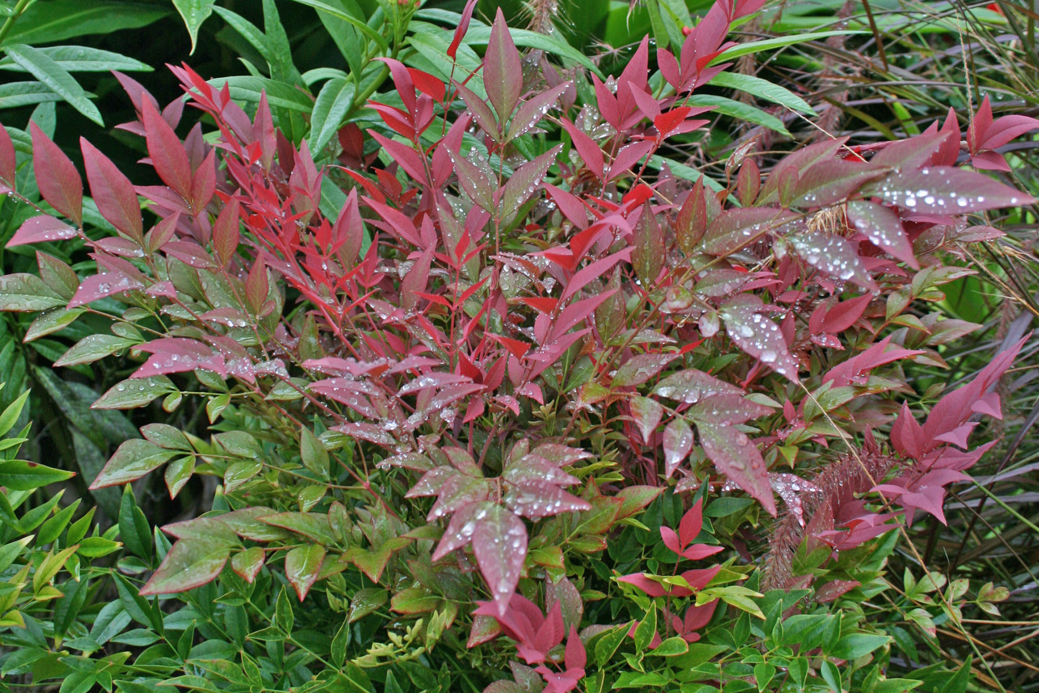 Nandina Obsession Nandina domestica 'Seika' care and culture