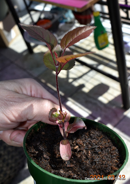 apple seedling