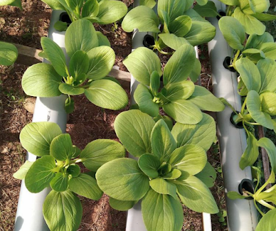 Hidroponik sayur pokcoy urban farming