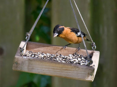 Photo of Black-headed Grosbeak on a feeder