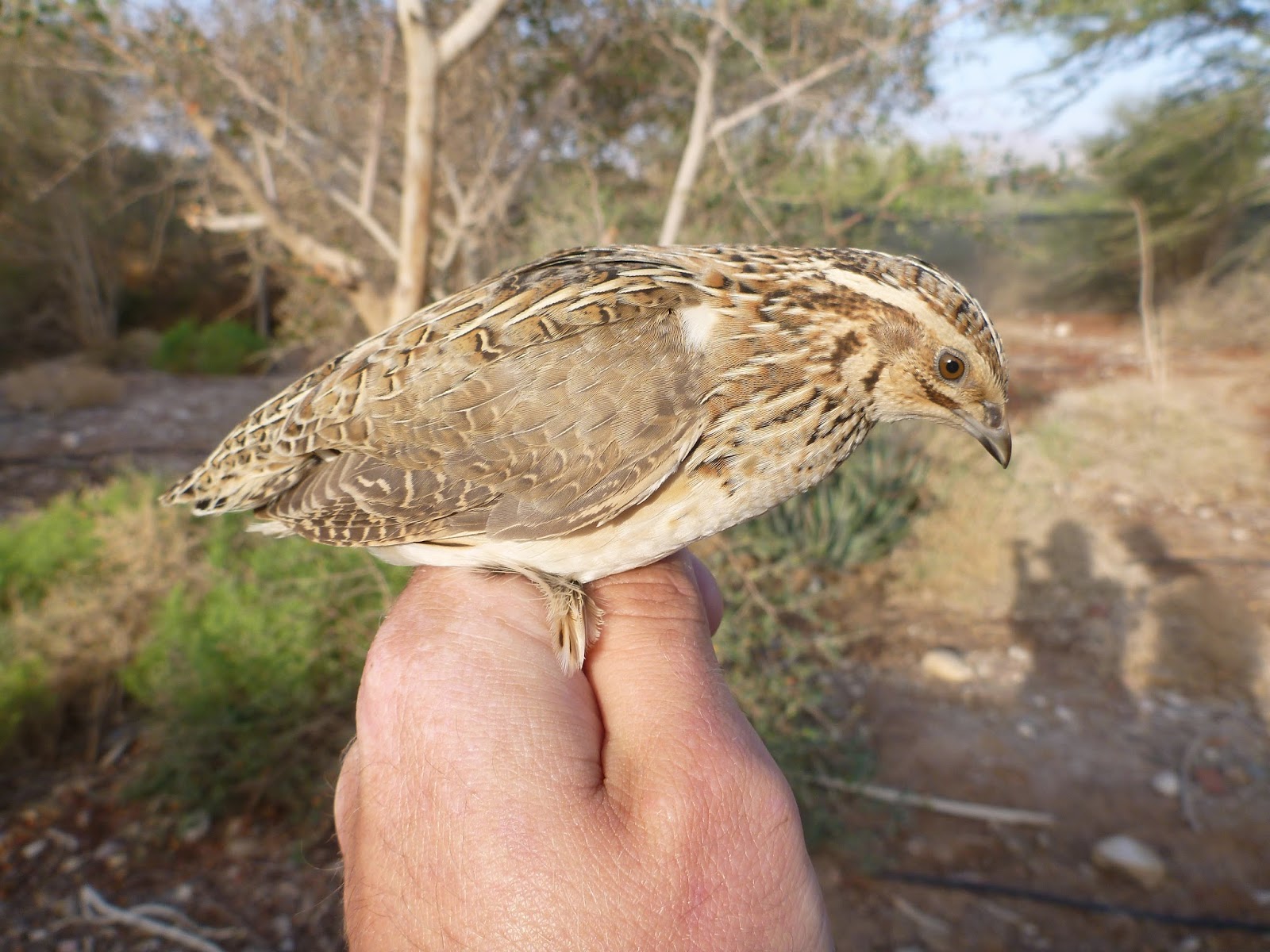 Facts About Coturnix Quail