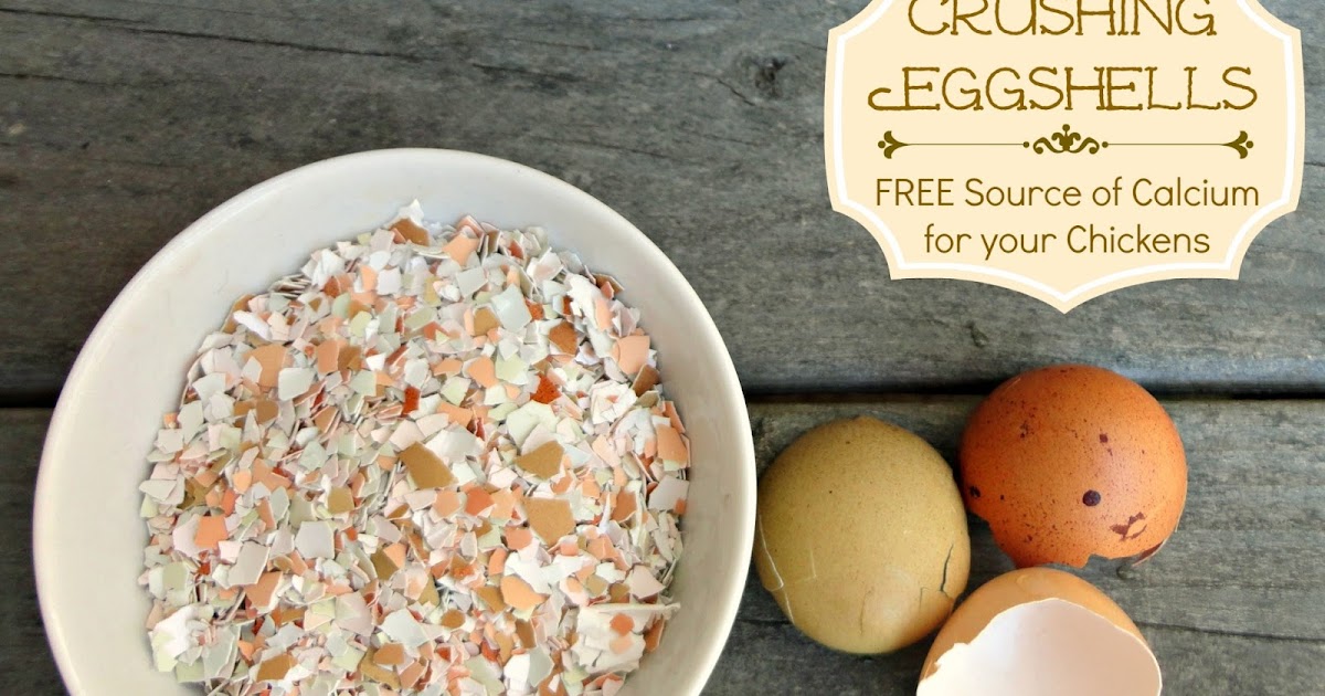 Crushed Eggshells as a Free Calcium Source for your Chickens Fresh Eggs Daily®