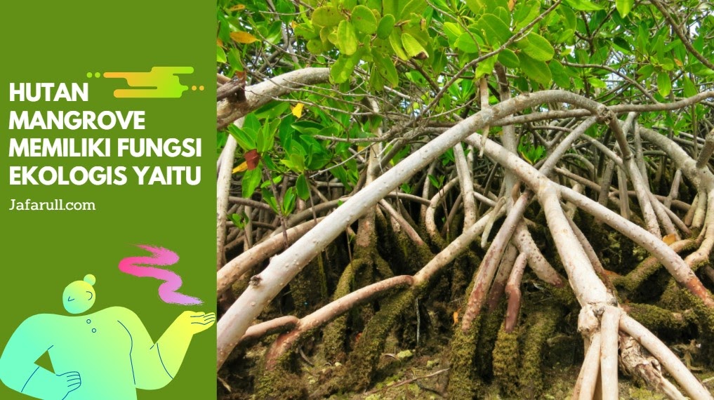 Hutan Mangrove Memiliki Fungsi Ekologis Yaitu Jafarull