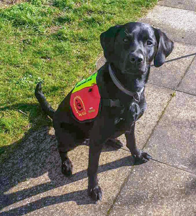 Cuckavalda Gundogs North Yorkshire Nice to receive this news this