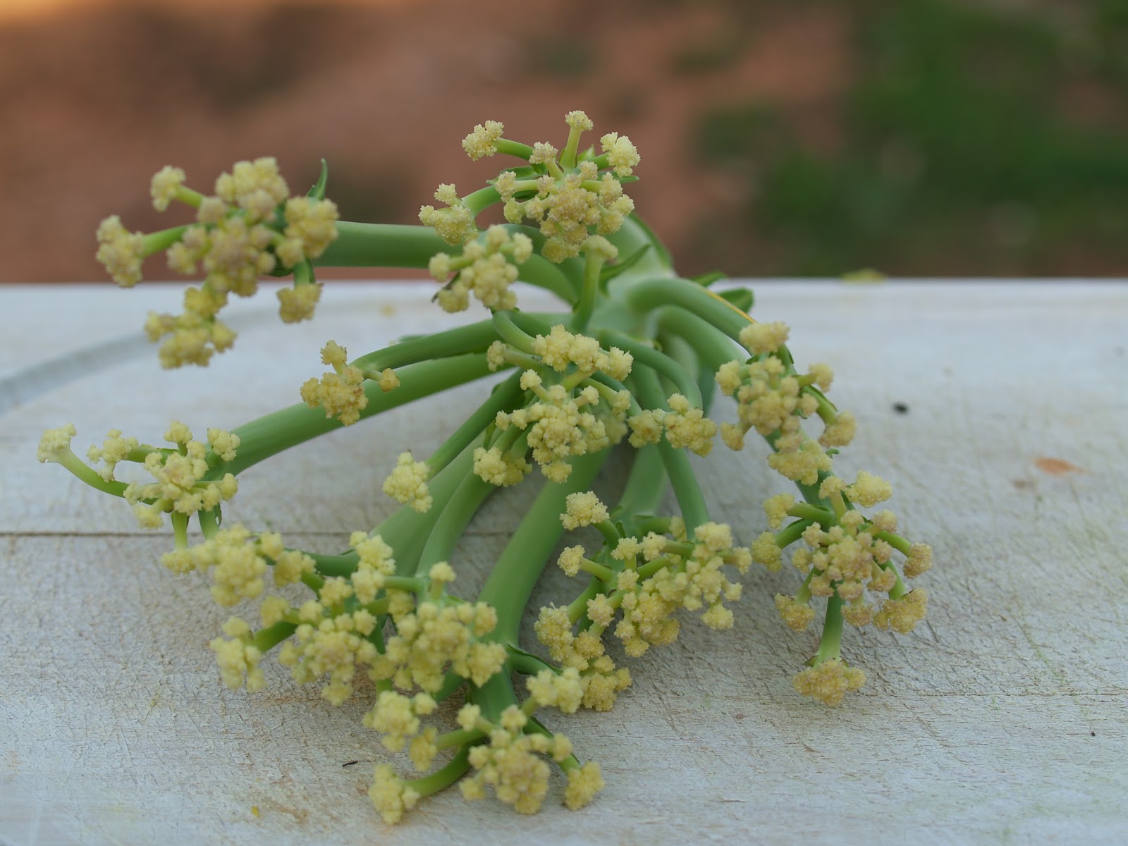 Budding and Blooming Harvest Monday 3/26/12