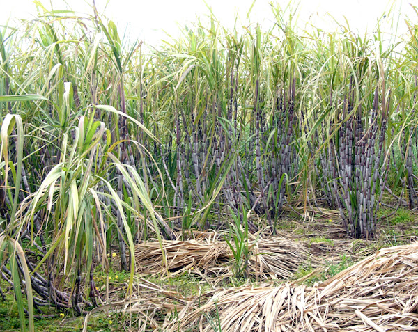 sugarcane farming, sugarcane farming business, commercial sugarcane farming, sugarcane farming business for beginners, how to start sugarcane farming business