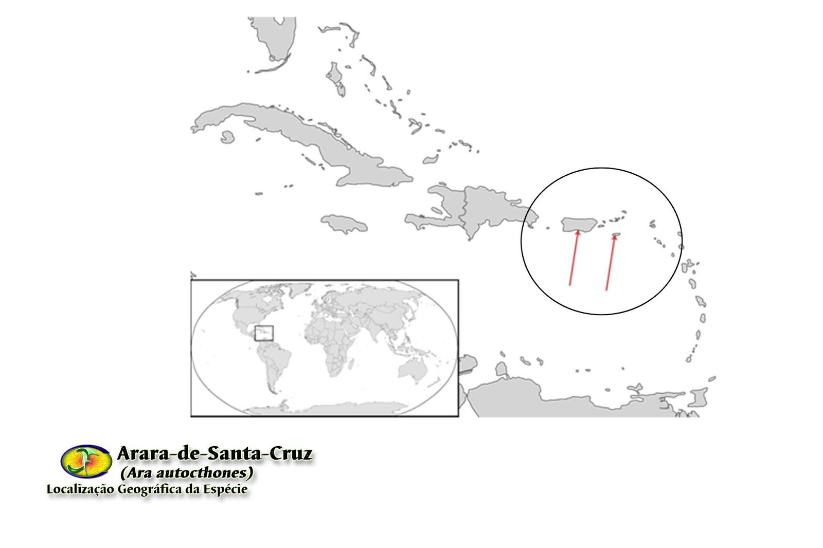 ORNITOLOGIA Araradesantacruz (Ara autocthones)