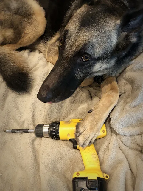 Finn holding a Dewalt screw gun