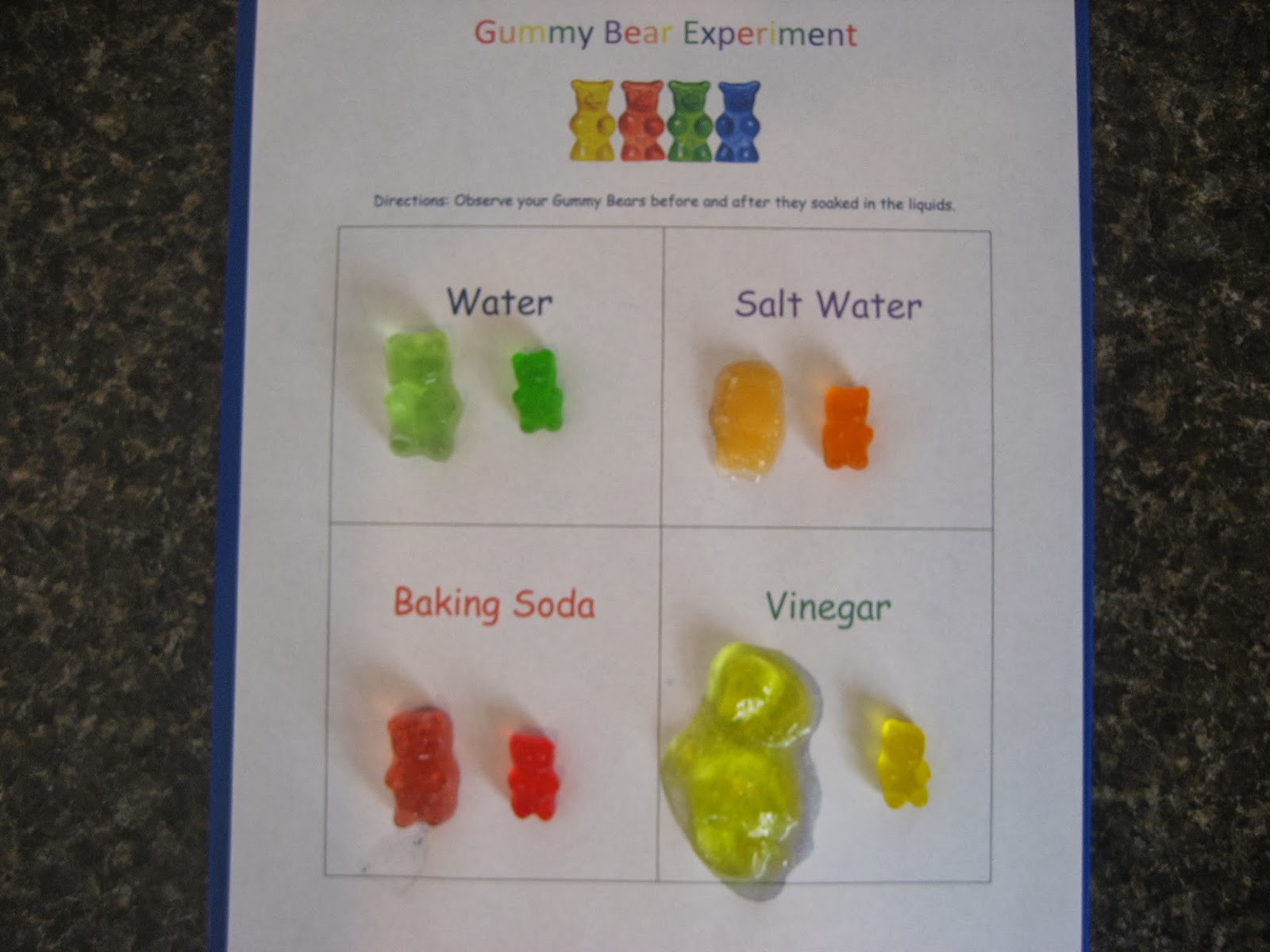 Living Our Homeschool Life: A Balancing Act Of Faith: Gummy Bear Experiment