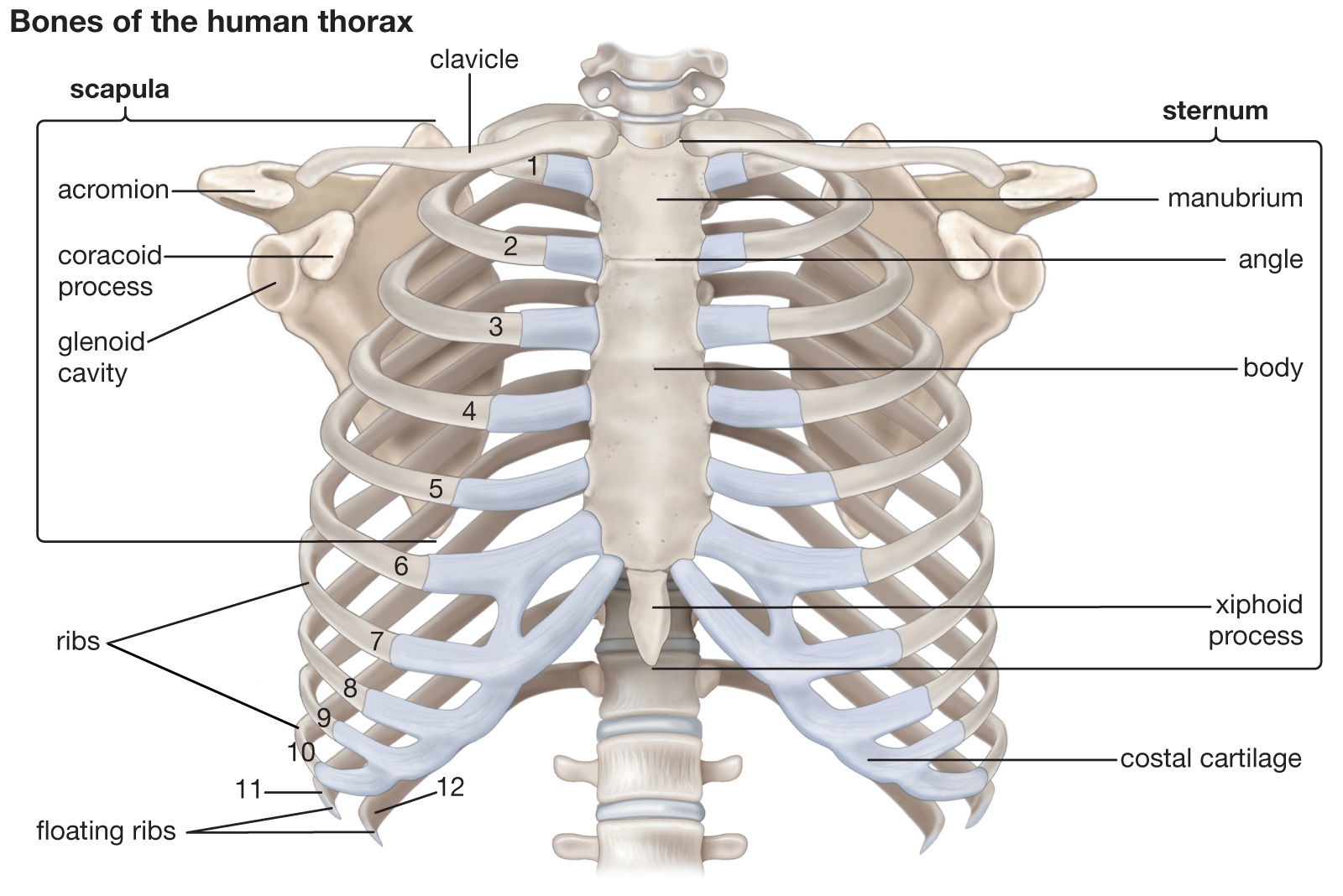 Rib Cage - Yoga and Medical Science