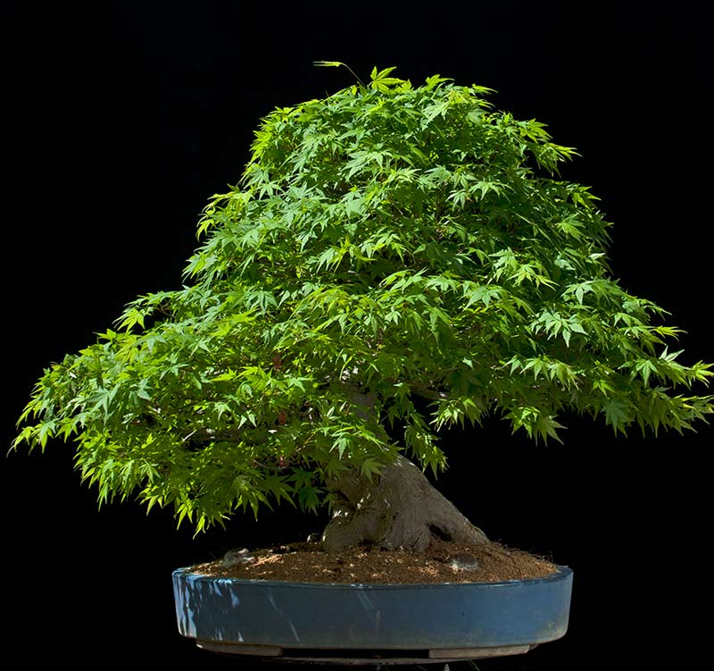 Walter Pall Bonsai Adventures Japanese Maple 16 after full defoliation