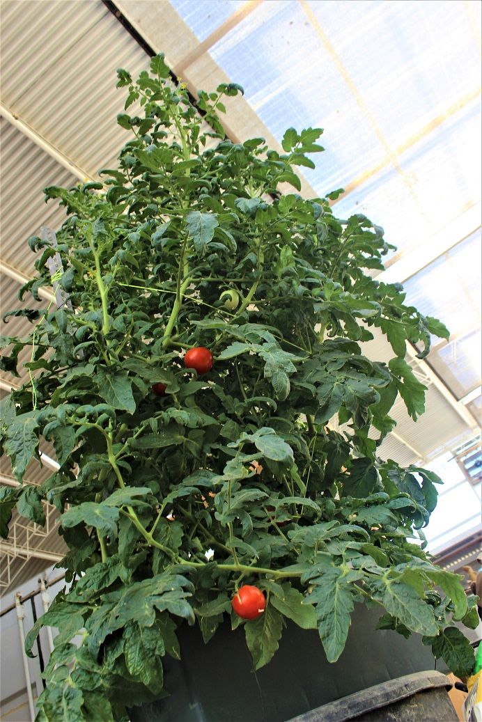 Identifying Tomato Plants