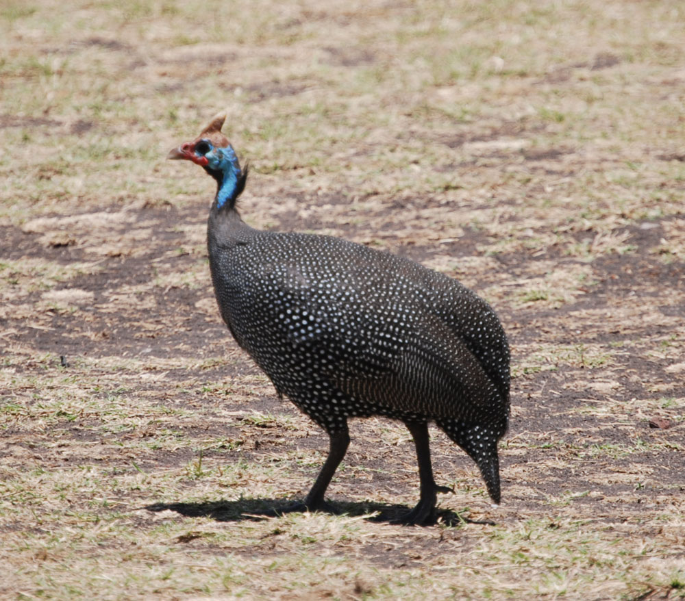 Footloose with Diana Ground birds
