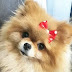 14 Reasons Pomeranians Are Not The Friendly Dogs Everyone Says They Are