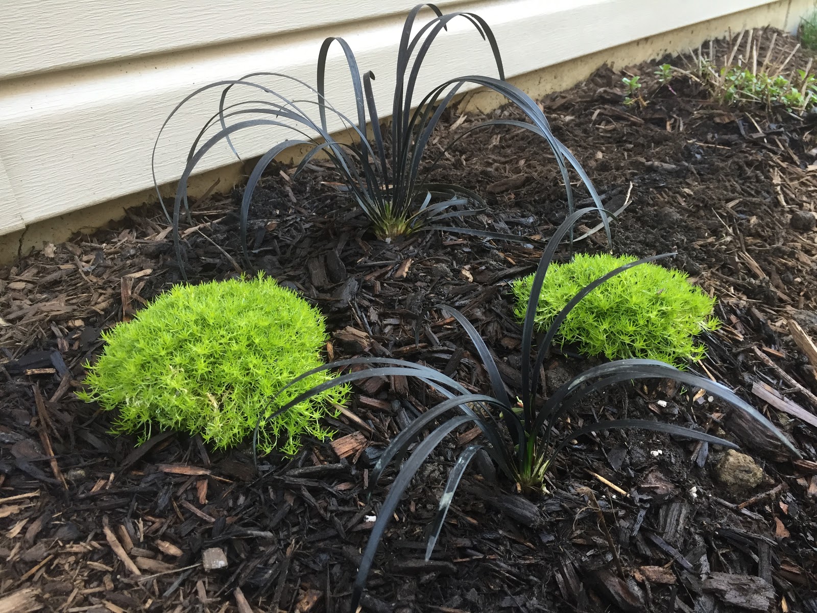 Black Mondo Grass Border