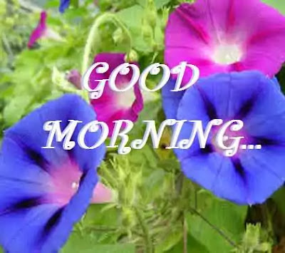 Good Morning Images Good Morning Images