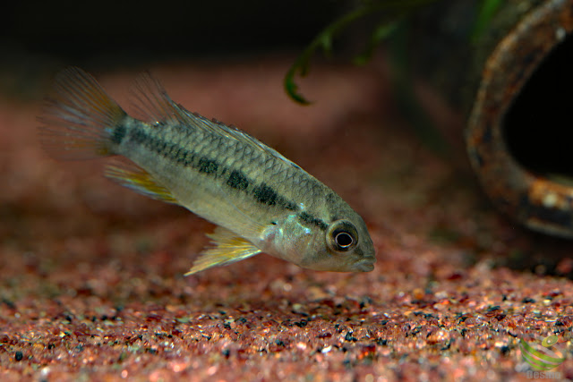 Apistogramma cf. cruzi / Rio Napo