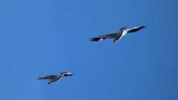 california birds pelicans geotripper