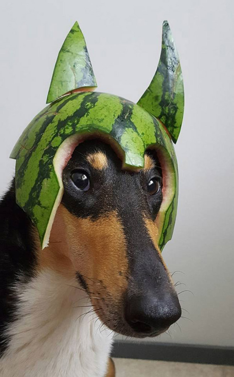 The BLOG Watermelon Dogs?