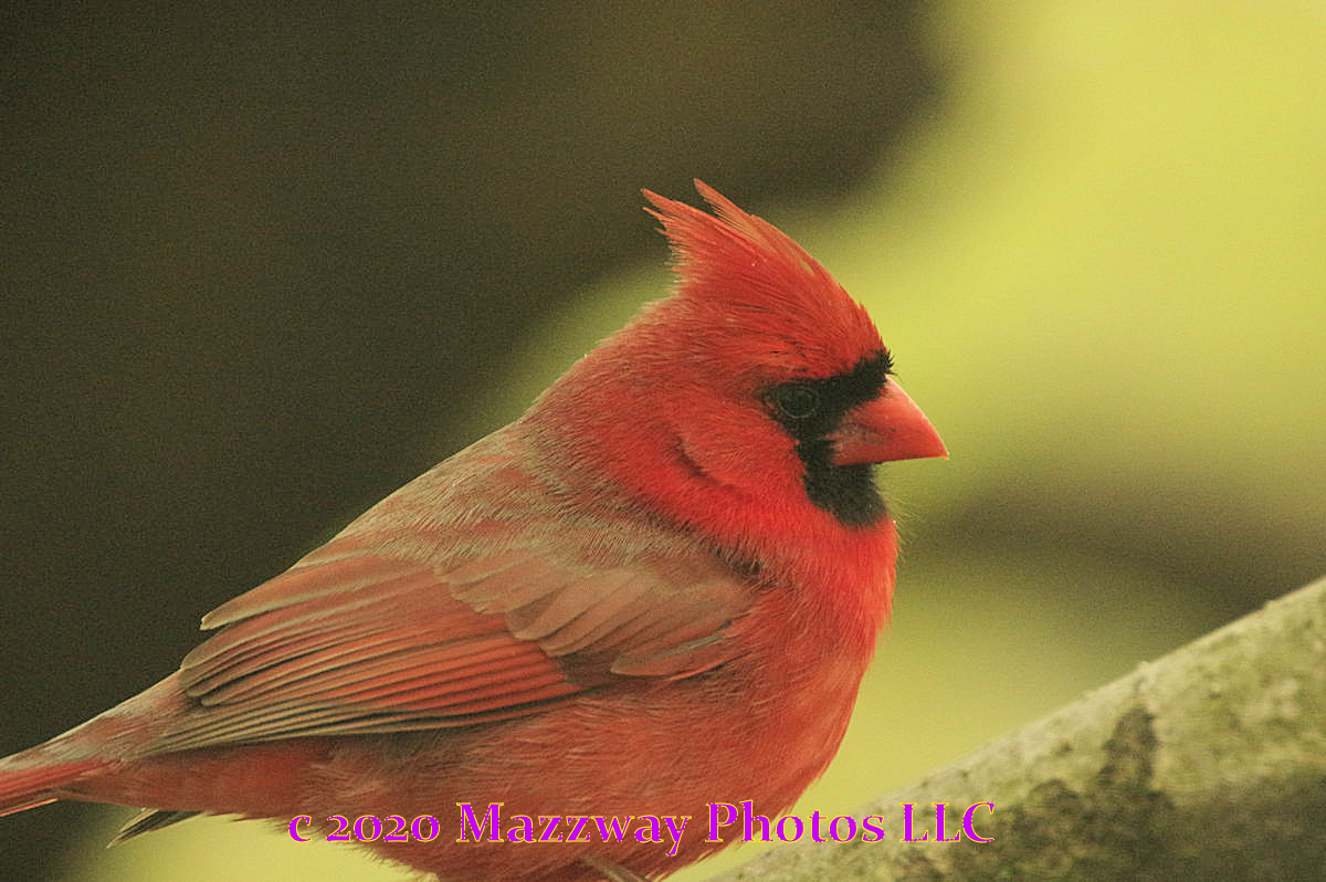 Bogota Blog NJ: Backyard Birds