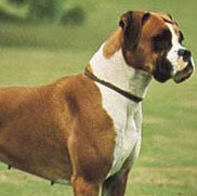 boxer dog