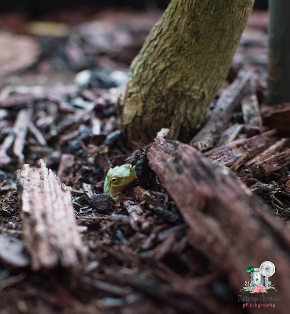 Sweet Little Tree Frog (©Jenny Bell @ Flutterbye Chronicles)