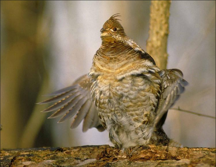 MN 2019 Ruffed Grouse counts similar to last year