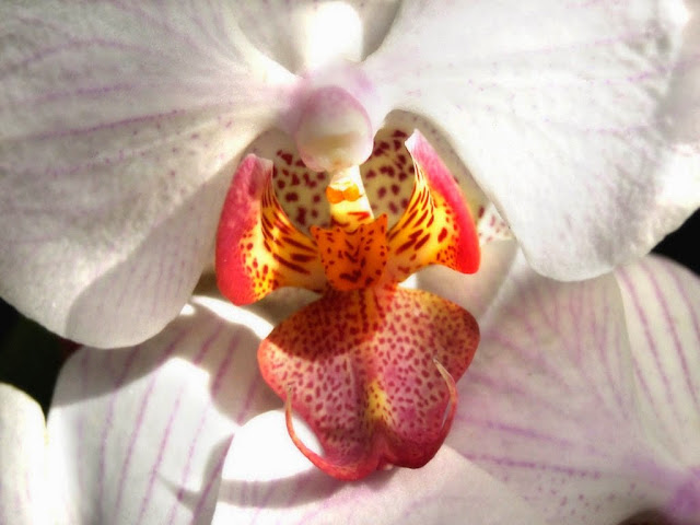 forumagel.com ORKİDE (Phalaenopsis) BAKIMI forumagel.com ORKİDE (Phalaenopsis) BAKIMI