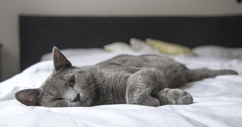 Why Cats Blink Their Eyes at You CanadaVet Pet Supplies Blog