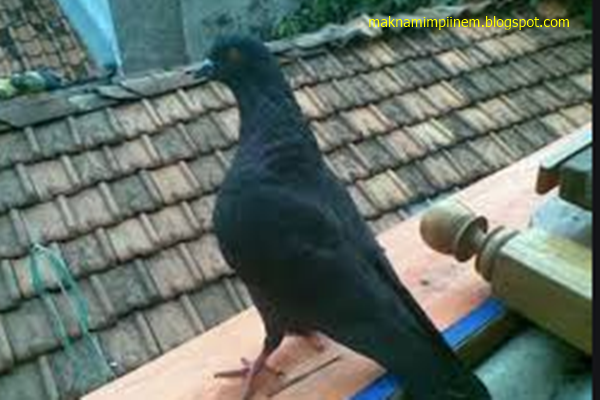 20 Makna Mimpi Tentang Burung Merpati Hitam Menurut Primbon Jawa Lengkap Makna Mimpi 20 Makna Mimpi Tentang Burung Merpati Hitam Menurut Primbon Jawa Lengkap Makna Mimpi