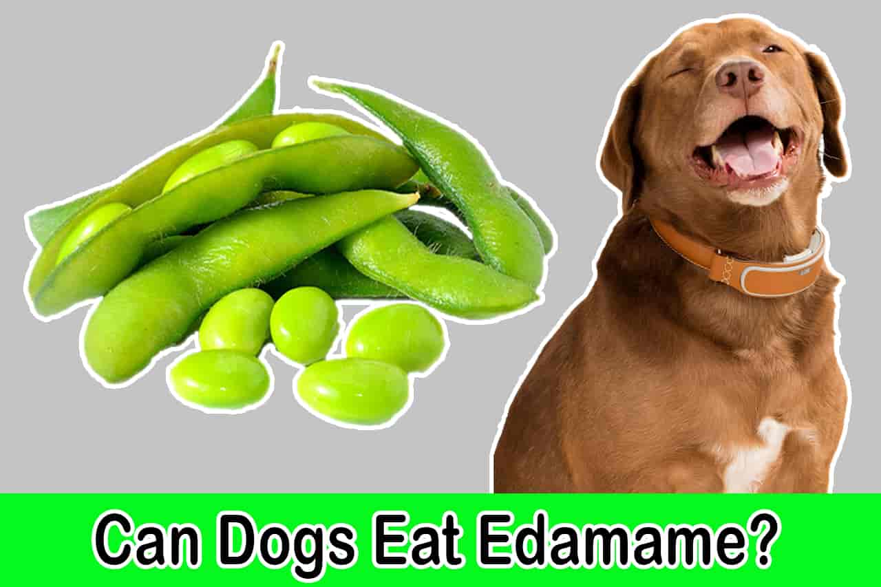 49 Can Dogs Have Soy Beans – Home